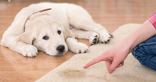 Pet Stain and Pet Odor Removal Services